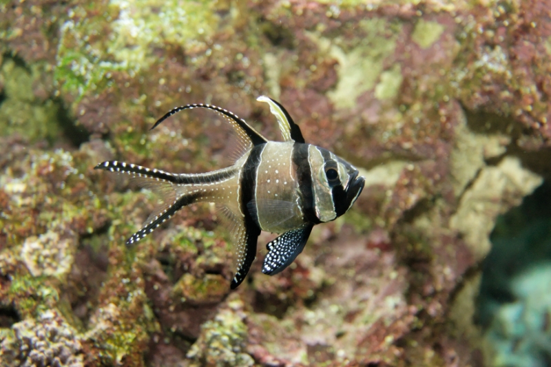 Pterapogon kauderni (Bangaii Cardinal), Aquarium.jpg - Pterapogon kauderni (Bangaii Cardinal)